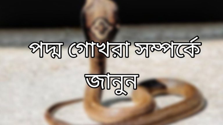 পদ্ম গোখরা সাপ