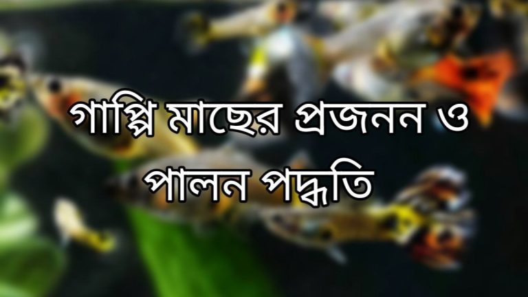 গাপ্পি মাছের প্রজনন