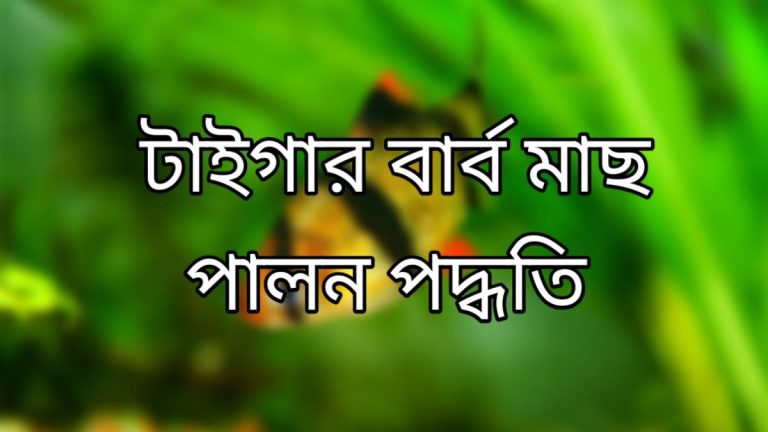 টাইগার বার্ব মাছের প্রজনন