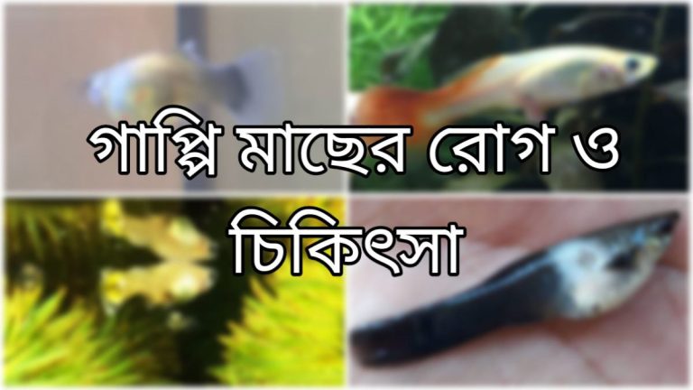 গাপ্পি মাছের রোগ