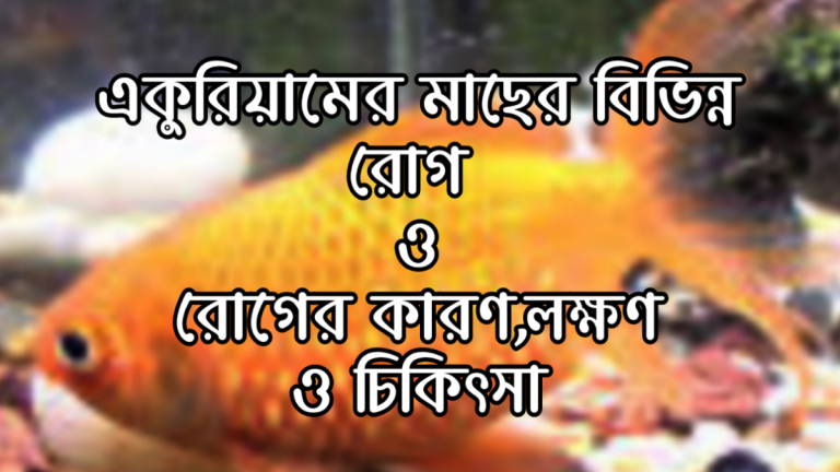 একুরিয়ামের মাছের রোগ ও চিকিৎসা