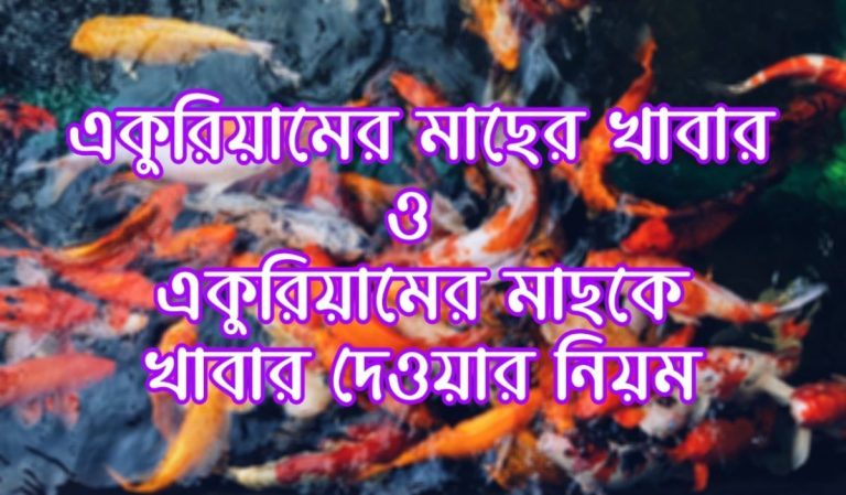 একুরিয়ামের মাছের খাবার