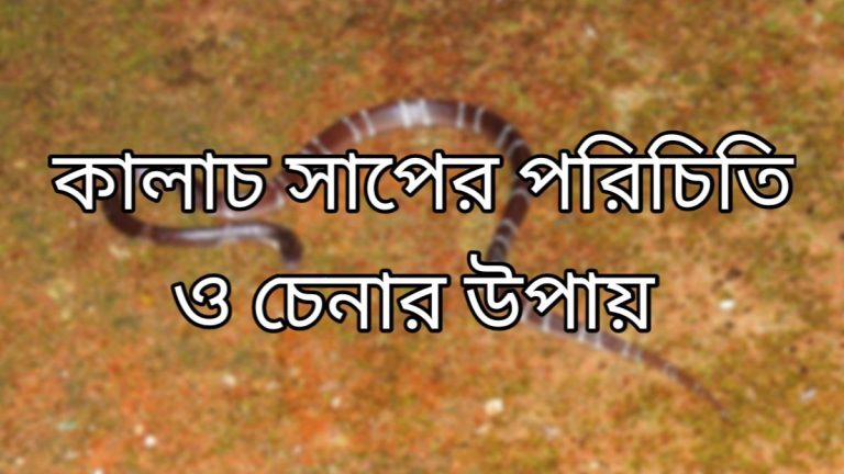 কালাচ সাপ