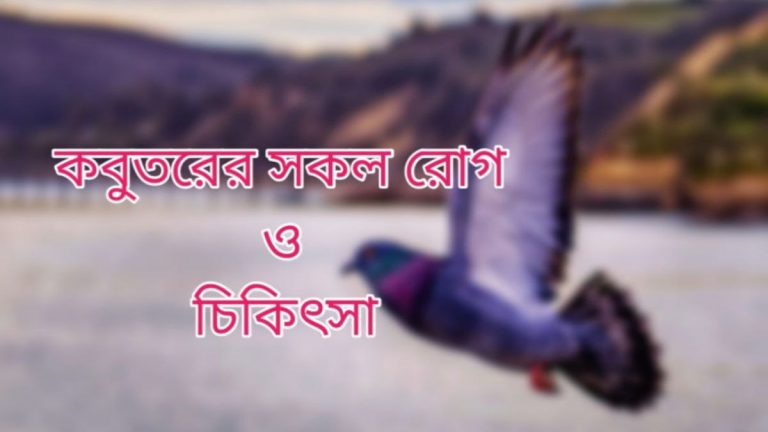 কবুতরের রোগ ও চিকিৎসা