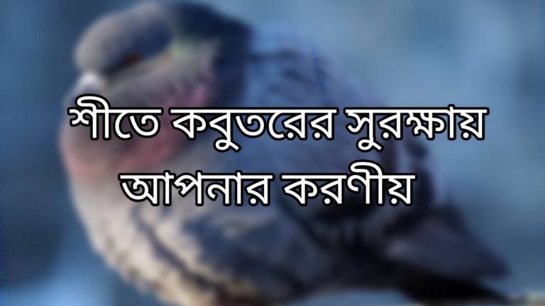 শীতে কবুতরের সুরক্ষায় আপনার করণীয়