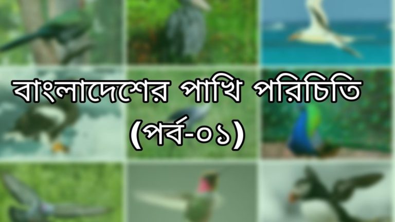 বাংলাদেশের পাখি পরিচিত (পর্ব-০১)