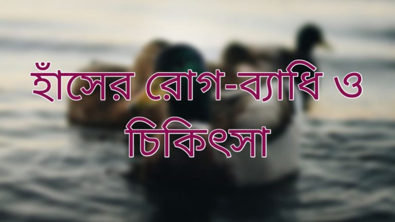 হাঁসের রোগ-ব্যাধি ও চিকিৎসা