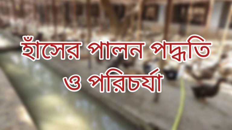 হাঁস পালন