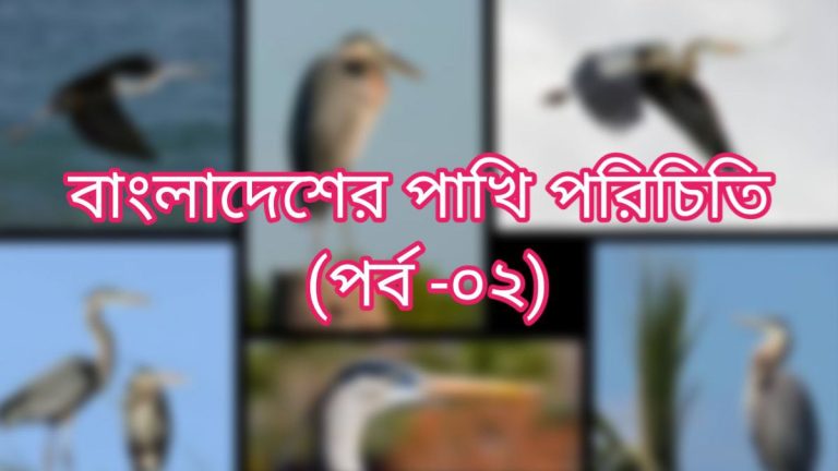 বাংলাদেশের পাখি